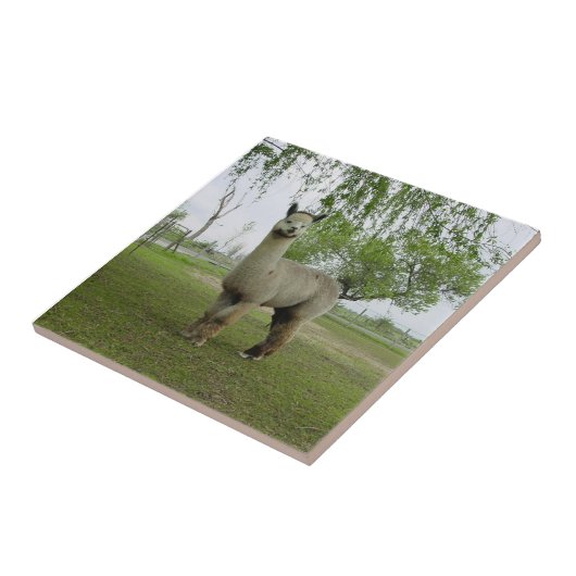 Rose Gray Alpaca Tile Fliese (Seite)