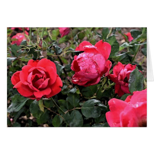 Rose Grußkarte (Vorderseite (Horizontal))
