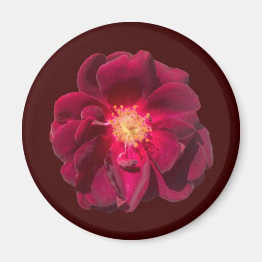 ROSE H MAGNET (Vorne)