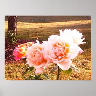ROSE HABEN ELEGANTE SCHÖNHEIT POSTER