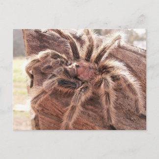 Rose Hair Tarantula Postkarte