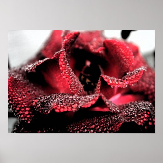 Rose im Blindposter/Drucken Poster (Vorne)