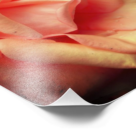 Rose im Blut 8x10 Fotodruck (Ecke)