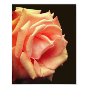 Rose im Blut 8x10 Fotodruck