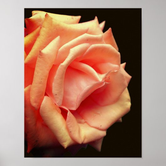 Rose im Blut abdrücken Poster (Vorne)