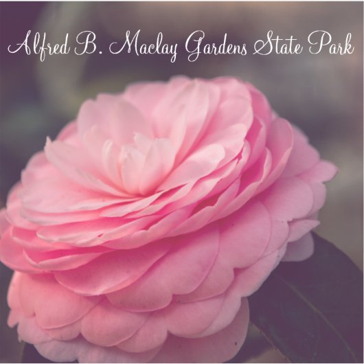 Rose im Blut Aufkleber (Vorderseite)