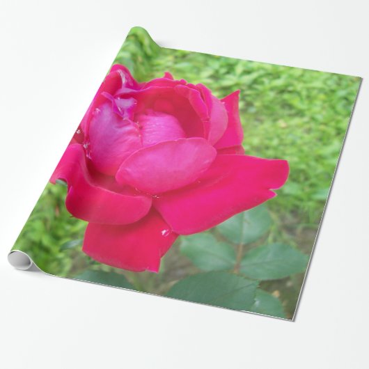 Rose im Blut Geschenkpapier (Ungerollt)