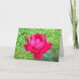 Rose im Blut Karte