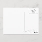 Rose im Dezember, Postkarte (Rückseite)