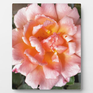 Rose im Herbst Fotoplatte