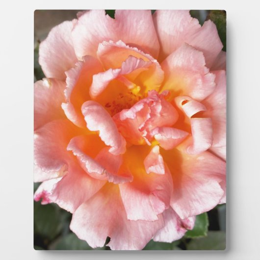 Rose im Herbst Fotoplatte (Vorderseite)