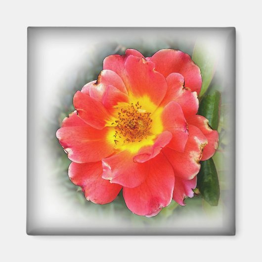 Rose im Herbst Magnet (Vorne)