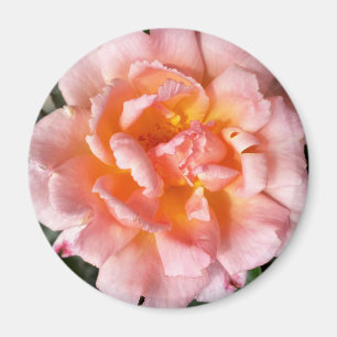 Rose im Herbst Magnet