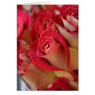 Rose im NYC