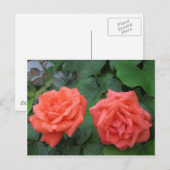 Rose im Regen 7-19-2012 001.JPG Postkarte (Vorne/Hinten)