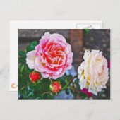Rose im Regen Postkarte (Vorne/Hinten)