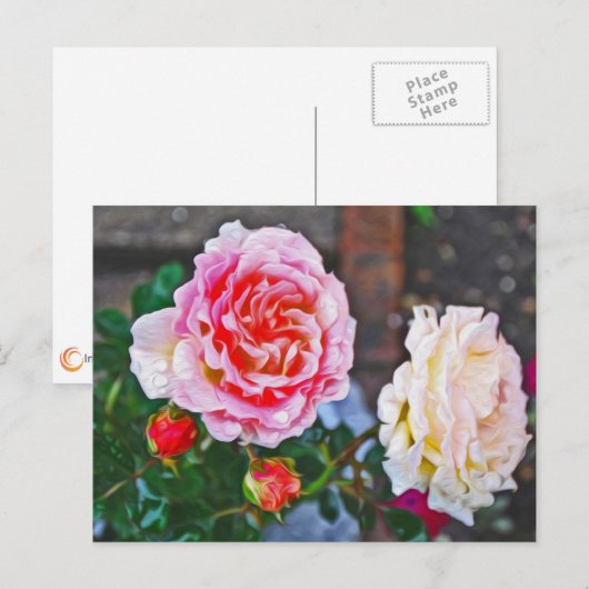 Rose im Regen Postkarte (Vorne/Hinten)