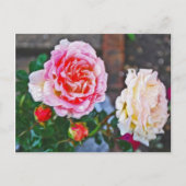 Rose im Regen Postkarte (Vorderseite)