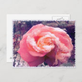 Rose im Schnee. Postkarte (Vorne/Hinten)