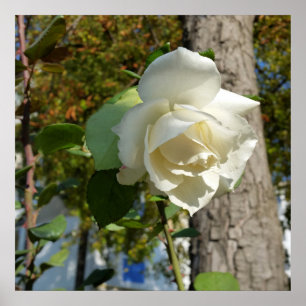 Rose in Baumnähe Poster