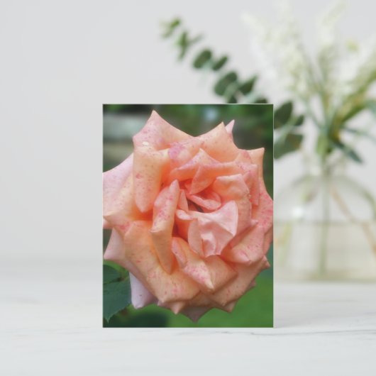 Rose in blühender Blume Postkarte (Stehend Vorderseite)