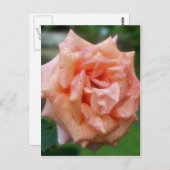 Rose in blühender Blume Postkarte (Vorne/Hinten)
