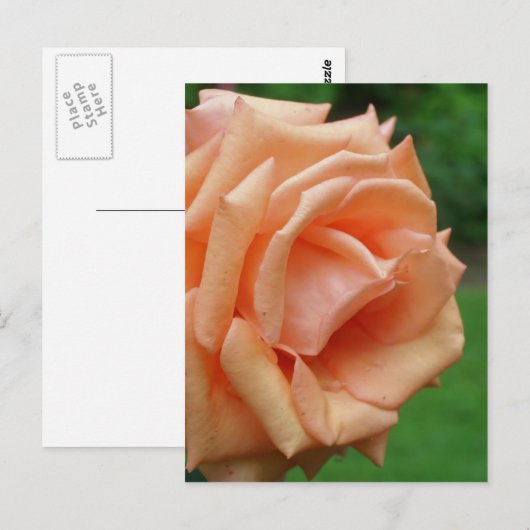 Rose in Blume blühen Postkarte (Vorne/Hinten)