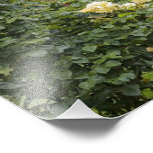 Rose in Blüte und Gazebo Rose Garden am Fotodruck (Ecke)