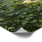 Rose in Blüte und Gazebo Rose Garden am Poster (Ecke)