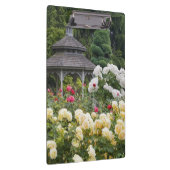 Rose in Blüte und Gazebo Rose Garden im Garten Klemmbrett (Rechts)