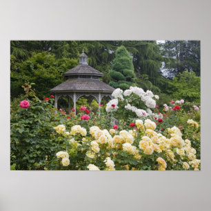Rose in Blüte und Gazebo Rose Garden im Garten Poster