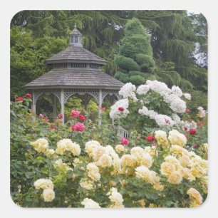 Rose in Blüte und Gazebo Rose Garden im Garten Quadratischer Aufkleber