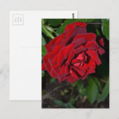 Rose in Deep Red Postkarte (Vorne/Hinten)