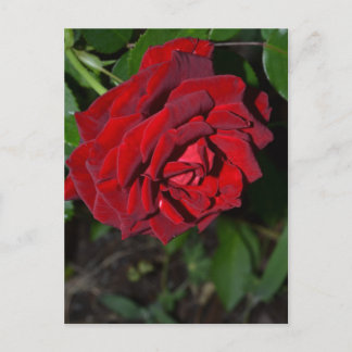 Rose in Deep Red Postkarte