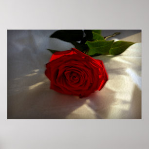 Rose in der Abenddämmerung Poster