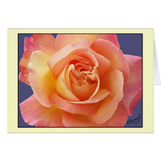 Rose in der Blüte