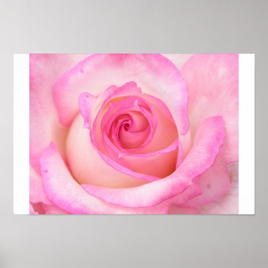 Rose in der Makroansicht Poster (Vorne)