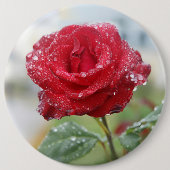 Rose in Regentropfen Button (Vorderseite)