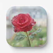 Rose in Regentropfen Pappteller (Vorderseite)