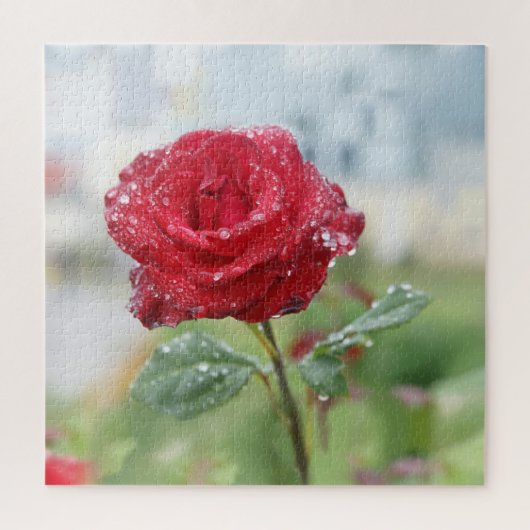 Rose in Regentropfen Puzzle (Vertikal)