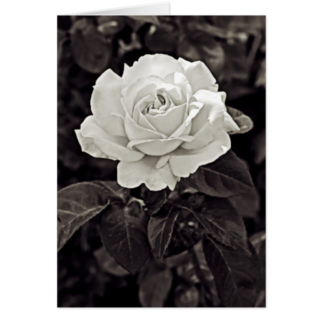 Rose in Schwarz und Weiß (Vorne)