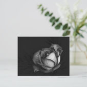 Rose in Schwarz-Weiß-Postkarten Postkarte (Stehend Vorderseite)