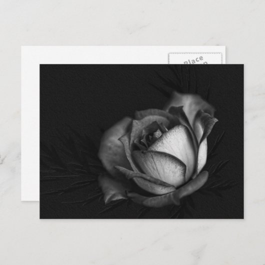 Rose in Schwarz-Weiß-Postkarten Postkarte (Vorne/Hinten)