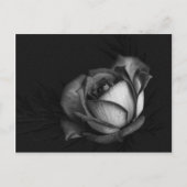 Rose in Schwarz-Weiß-Postkarten Postkarte (Vorderseite)