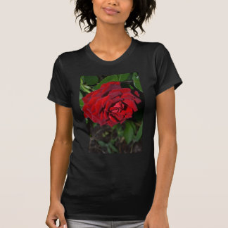Rose in tiefrotem T-Shirt