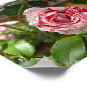 Rose in verschiedenen Farben Poster (Ecke)
