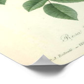Rose Indica von Redoute Poster (Ecke)
