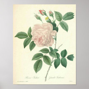 Rose Indica von Redoute Poster