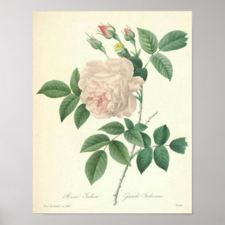Rose Indica von Redoute Poster