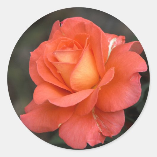 Rose ist ein Rose-Sticker Runder Aufkleber (Vorderseite)